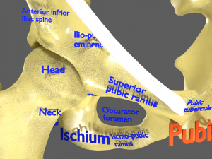 Limbs With Girdle bones name parts text labelled 3D 模型