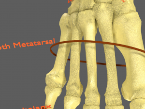 Limbs With Girdle bones name parts text labelled 3D 模型