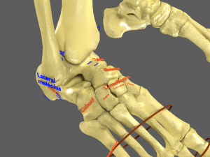 Limbs With Girdle bones name parts text labelled 3D 模型