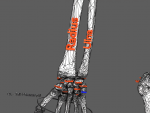 Limbs With Girdle bones name parts text labelled 3D 模型