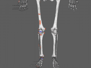 Limbs With Girdle bones name parts text labelled 3D 模型