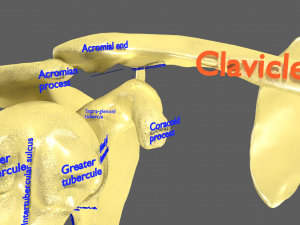 Limbs With Girdle bones name parts text labelled 3D 模型