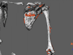 Limbs With Girdle bones name parts text labelled 3D 模型