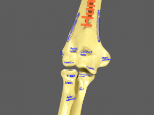 Limbs With Girdle bones name parts text labelled 3D 模型