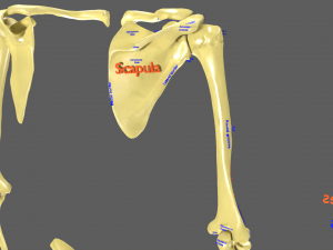 Limbs With Girdle bones name parts text labelled 3D 模型