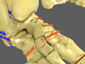 Limbs With Girdle bones name parts text labelled 3D 模型