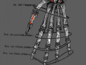 Limbs With Girdle bones name parts text labelled 3D 模型
