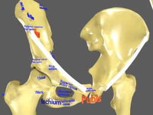 Limbs With Girdle bones name parts text labelled 3D 模型