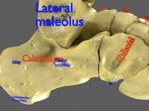 Limbs With Girdle bones name parts text labelled 3D 模型