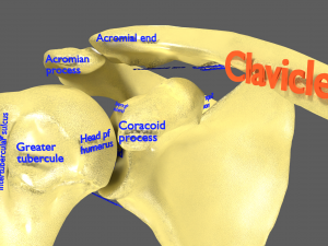 Limbs With Girdle bones name parts text labelled 3D 模型