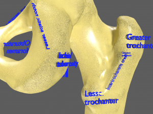 Limbs With Girdle bones name parts text labelled 3D 模型