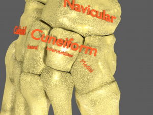 Limbs With Girdle bones name parts text labelled 3D 模型