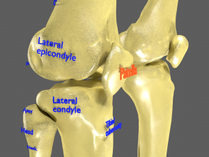Limbs With Girdle bones name parts text labelled 3D 模型