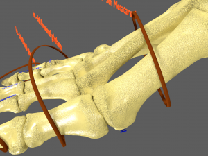 Limbs With Girdle bones name parts text labelled 3D 模型