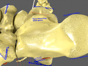 Limbs With Girdle bones name parts text labelled 3D 模型