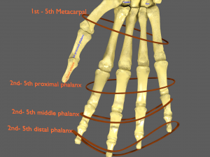 Limbs With Girdle bones name parts text labelled 3D 模型