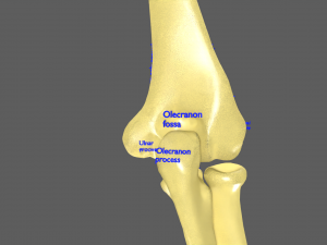 Limbs With Girdle bones name parts text labelled 3D 模型