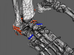 Limbs With Girdle bones name parts text labelled 3D 模型