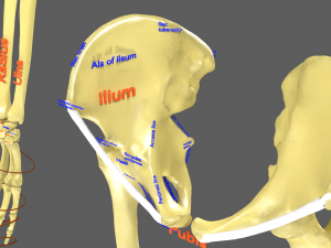 Limbs With Girdle bones name parts text labelled 3D 模型