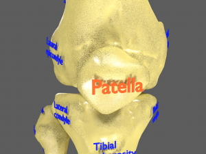 Limbs With Girdle bones name parts text labelled 3D 模型