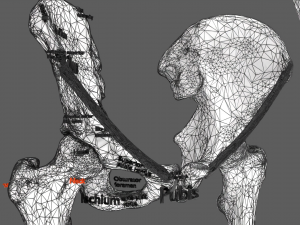 Limbs With Girdle bones name parts text labelled 3D 模型