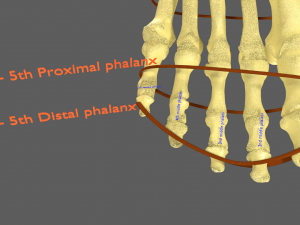 Limbs With Girdle bones name parts text labelled 3D 模型