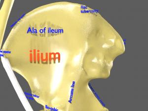 Limbs With Girdle bones name parts text labelled 3D 模型