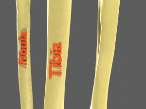 Limbs With Girdle bones name parts text labelled 3D 模型
