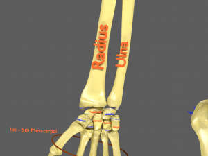 Limbs With Girdle bones name parts text labelled 3D 模型
