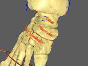 Limbs With Girdle bones name parts text labelled 3D 模型