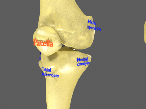 Limbs With Girdle bones name parts text labelled 3D 模型