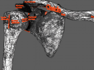 Limbs With Girdle bones name parts text labelled 3D 模型