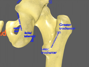 Limbs With Girdle bones name parts text labelled 3D 模型