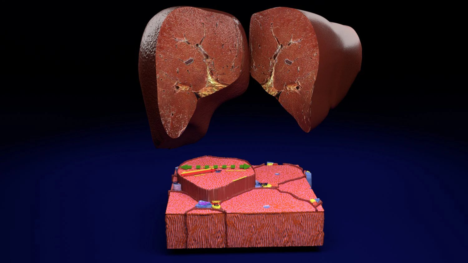 Liver lobule histology animated 3D Model .c4d .max .obj .3ds .fbx .stl .blend 