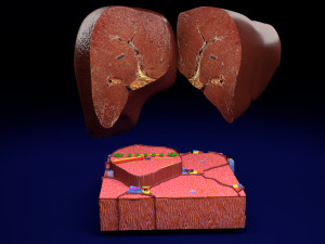 Liver lobule histology animated 3D Model