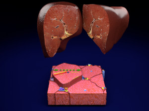 Liver lobule histology animated 3D 모델