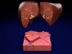 Liver lobule histology animated 3D Model