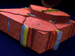 Liver lobule histology animated 3D Model