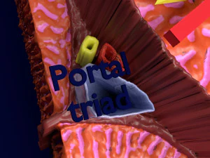 Liver lobule histology animated 3D Model
