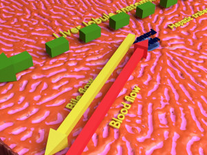 Liver lobule histology animated 3D 모델