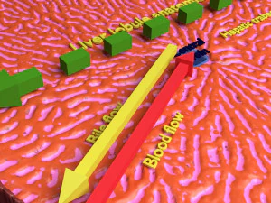 Liver lobule histology animated 3D Model