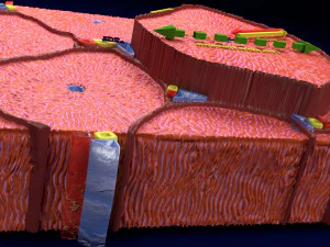 Liver lobule histology animated 3D Model