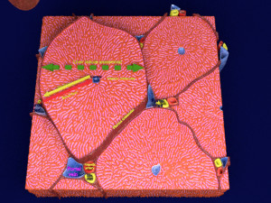 Liver lobule histology animated 3D 모델