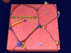 Liver lobule histology animated 3D Model