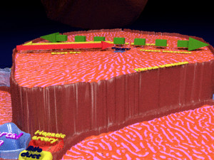 Liver lobule histology animated 3D 모델