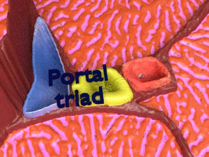 Liver lobule histology animated 3D Model