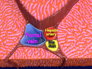 Liver lobule histology animated 3D Model