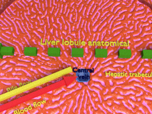 Liver lobule histology animated 3D 모델