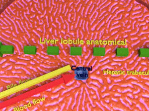 Liver lobule histology animated 3D Model