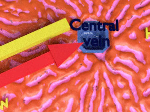 Liver lobule histology animated 3D Model